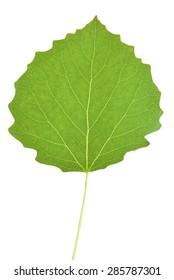 Aspen Tree Leaf Isolated On White Background