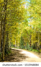 Aspen Tree Lined Path Colorful Fall Stock Photo 1515968084 | Shutterstock