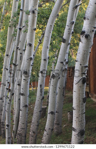 Aspen Tree Trunks Against Mountain Cabin Stock Photo Edit Now