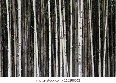 Aspen Tree Trunks For Background