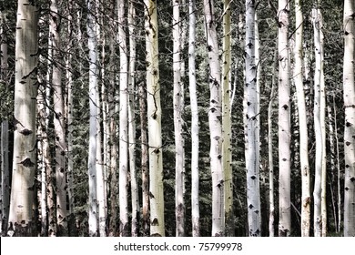 Aspen Tree Trunks In Forest As Natural Background