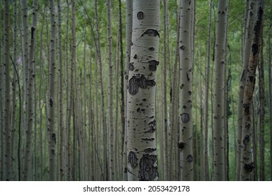 Aspen Tree Trunks On Maroon Bells Hike