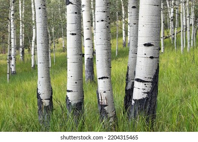 Aspen Tree Trunks With White Bark As Part Of A Aspen Grove In A Mountain Meadow