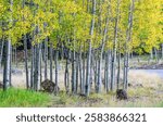 aspen trees arizona snowbowl flagstaff arizona