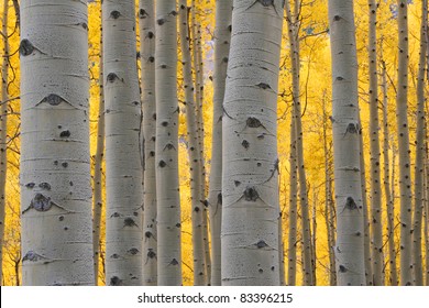 Aspen trees in Autumn, Maroon Bells Wilderness, Aspen Colorado