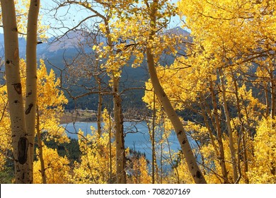 Aspen Trees In Breckenridge, CO