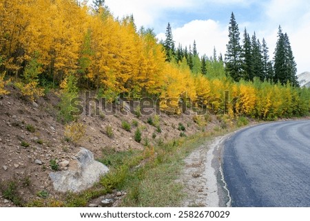 Aspen Trees in the Fall along Guanella Pass near Georgetown, Colorado