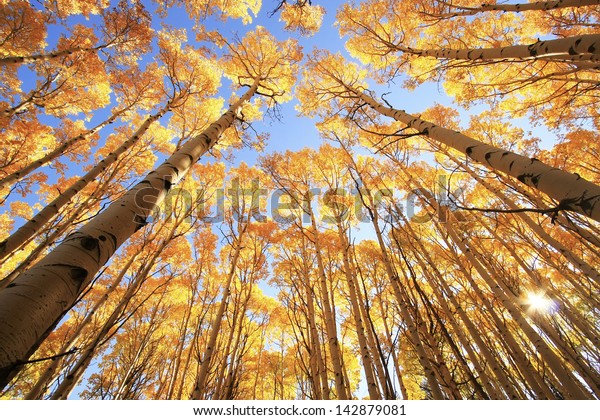 Aspen trees with fall color, San Juan National\
Forest, Colorado, USA