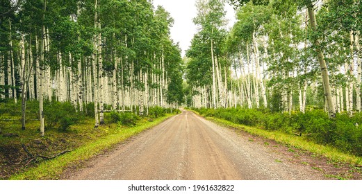 Aspen Trees In Gunnison National Forest.