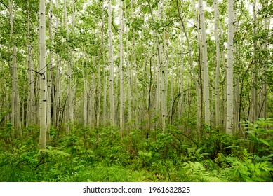 Aspen Trees In Gunnison National Forest.