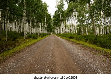 Aspen Trees In Gunnison National Forest.