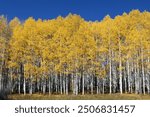 Aspen trees at Kebler Pass, Crested Butte, Colorado, USA