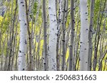 Aspen trees at Kebler Pass, Crested Butte, Colorado, USA