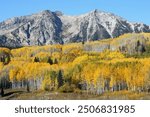 Aspen trees at Kebler Pass, Crested Butte, Colorado, USA