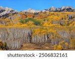 Aspen trees at Kebler Pass, Crested Butte, Colorado, USA