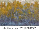 Aspen Trees, Parker Lake, Ansel Adams Wilderness, California