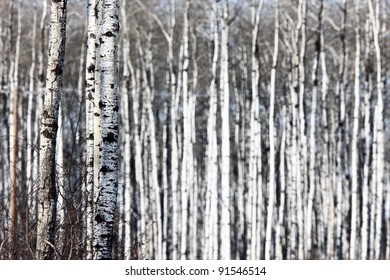 Aspen Trees Saskatchewan In Winter