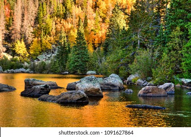 Aspen trees showing peak fall color reflected in Bear Lake, Rocky Mountain National Park, Colorado.