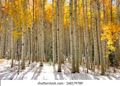 Aspen trees in the snow in early winter time