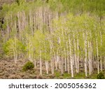 Aspen trees, spring, ancient Pando clone (estimated to be 80,000 years old), Fishlake National Forest, Utah
