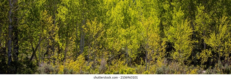 Aspen Trees In Spring With Backlight In Jackson Hole, Wyoming, Panorama