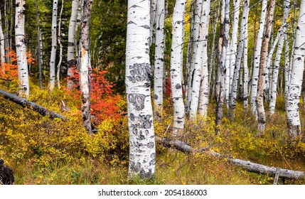 Aspen Trees In Wasatch National Forest During Fall Time 