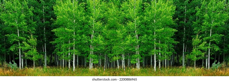 Aspen trees with white trunks during summer lush green forest wilderness