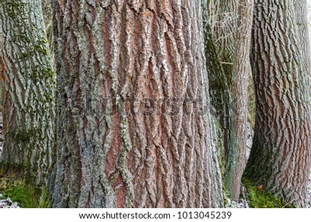 Aspen trunks. Populus tremula.