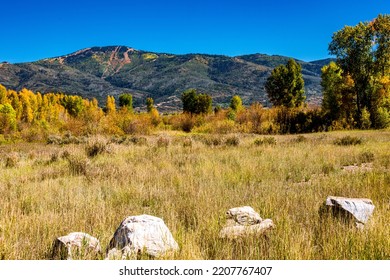 Aspens Changing Near Steamboat Springs Ski Area