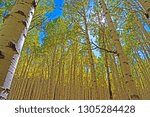 Aspens at Lockett Meadow 