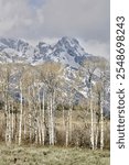 Aspens and snow covered mountains