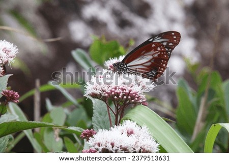 Aspera cod sucking nectar from flowers
