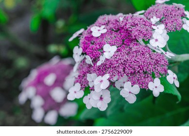 Aspera Hydrangea (Hydrangea aspera) blooming shrub with multiple delicate flowers. Close-up Macro shot of ornamental plant blossoms for gardening, landscaping and natural background concepts
