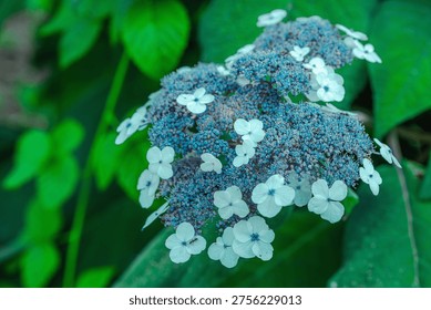 Aspera Hydrangea (Hydrangea aspera) blooming shrub with multiple delicate flowers. Close-up Macro shot of ornamental plant blossoms for gardening, landscaping and natural background concepts