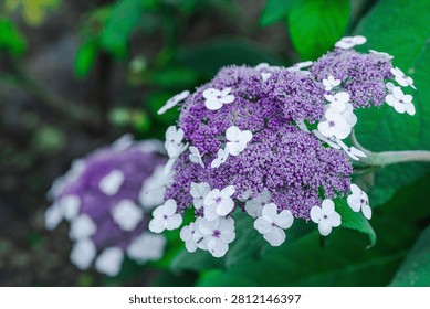 Aspera Hydrangea (Hydrangea aspera) blooming shrub with multiple delicate flowers. Close-up Macro shot of ornamental plant blossoms for gardening, landscaping and natural background concepts