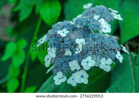 Aspera Hydrangea (Hydrangea aspera) blooming shrub with multiple delicate flowers. Close-up Macro shot of ornamental plant blossoms for gardening, landscaping and natural background concepts
