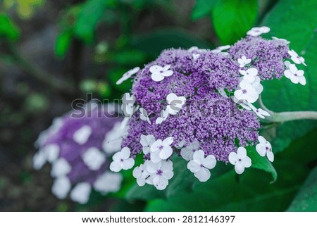 Aspera Hydrangea (Hydrangea aspera) blooming shrub with multiple delicate flowers. Close-up Macro shot of ornamental plant blossoms for gardening, landscaping and natural background concepts