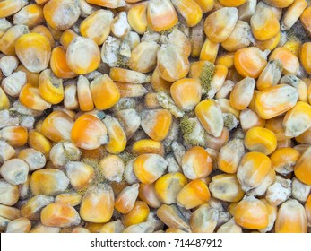 Aspergillis Flavus Appear As A Powdery Mold Growth On Corn Kernels. Fungus Producer Of Aflatoxins In Corn.