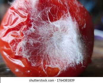 Aspergillus Fumigatus Growing On A Tomato