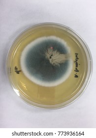 Aspergillus Fumigatus On SDA