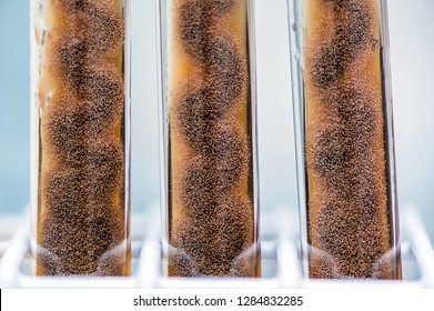 Aspergillus Mold In Agar Slant Tubes