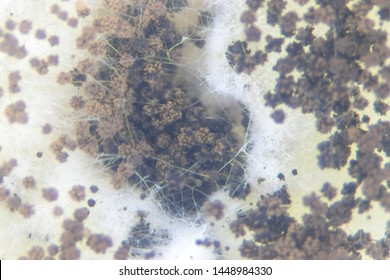 Aspergillus Mold Microbiology Lab Stock Photo 1448984330 | Shutterstock