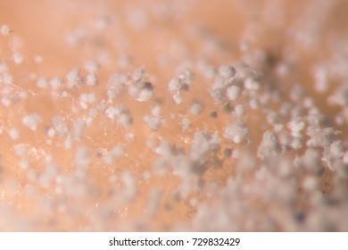 Asperillus niger in Bread under the microscopic, Microbiology for education in laboratories.