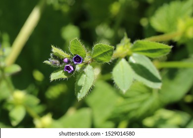 Asperugo Procumbens, Madwort. Wild Plant Shot In The Spring.