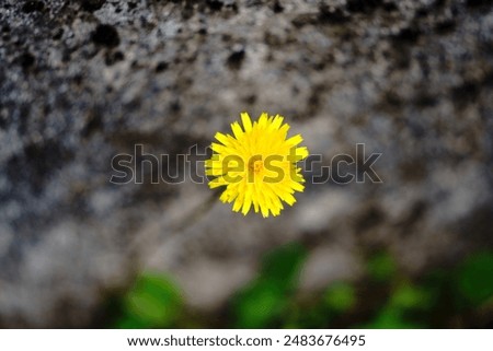 Similar – Mauerblümchen Farbfoto