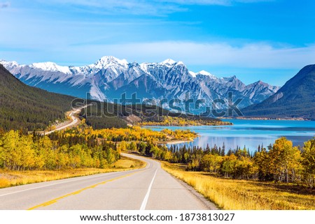 Asphalt highway leads to Abraham Lake in the Canadian Rockies. The yellow foliage of birches and aspens is mixed with green conifers. The first snow has already fallen on the peaks