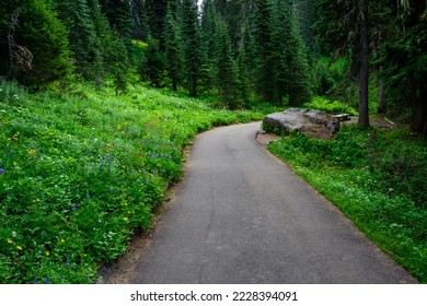 Asphalt hiking path, Nisqually Vista Trail, in Paradise area of Mt. Rainier National Park, WA
 - Shutterstock ID 2228394091