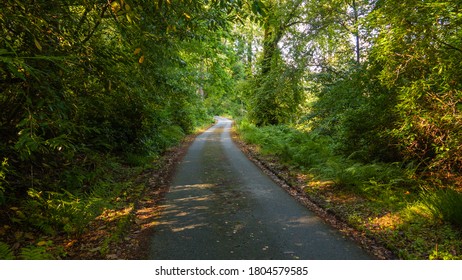 Asphalt path going through the forest