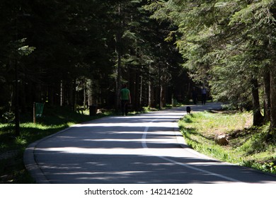 Asphalt path through the forest