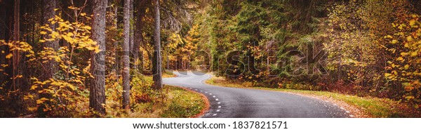 Asphalt road with beautiful trees on the sides in\
autumn. Empty road in the\
forest.